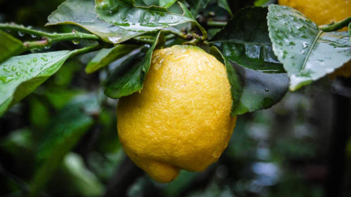 El ingrediente mágico que potenciará el crecimiento de tu limonero y te permitirá lograr una cosecha abundante